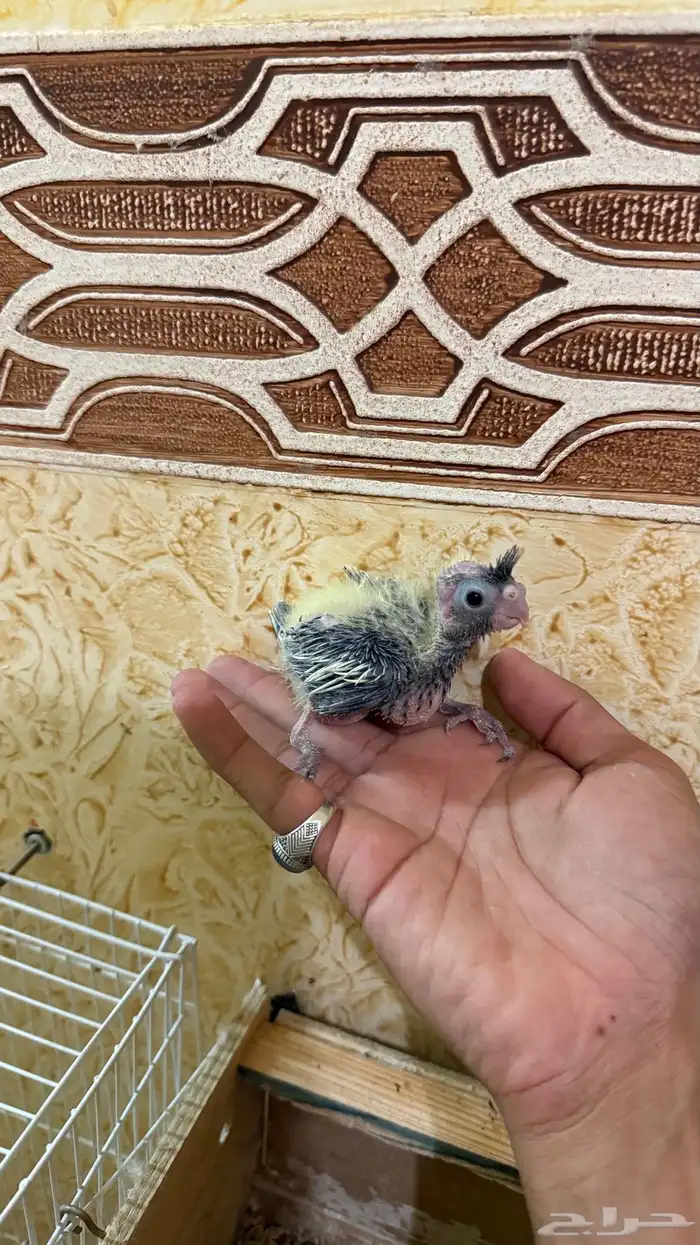 فروخ للبيع 6