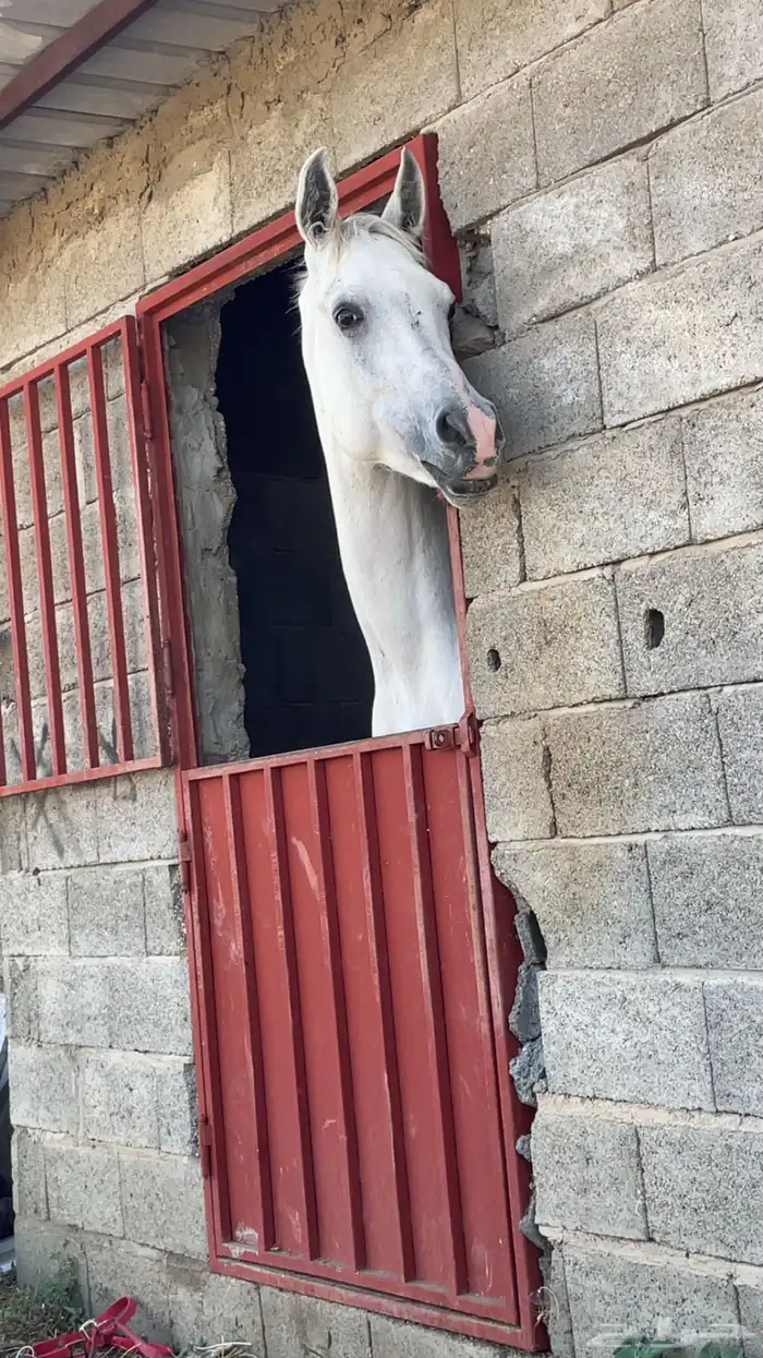 حصان 3