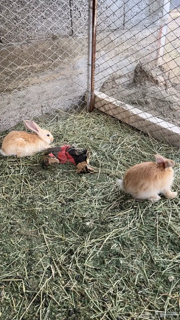 ارانب فلاندر 3