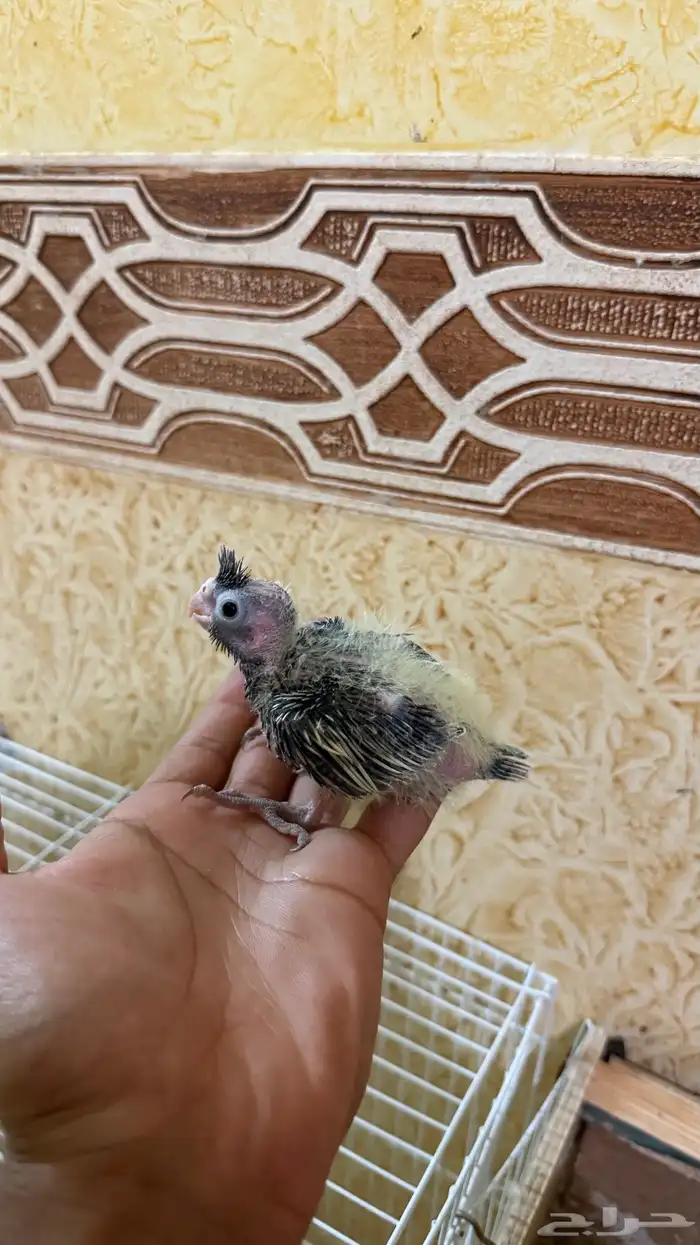 فروخ للبيع 0