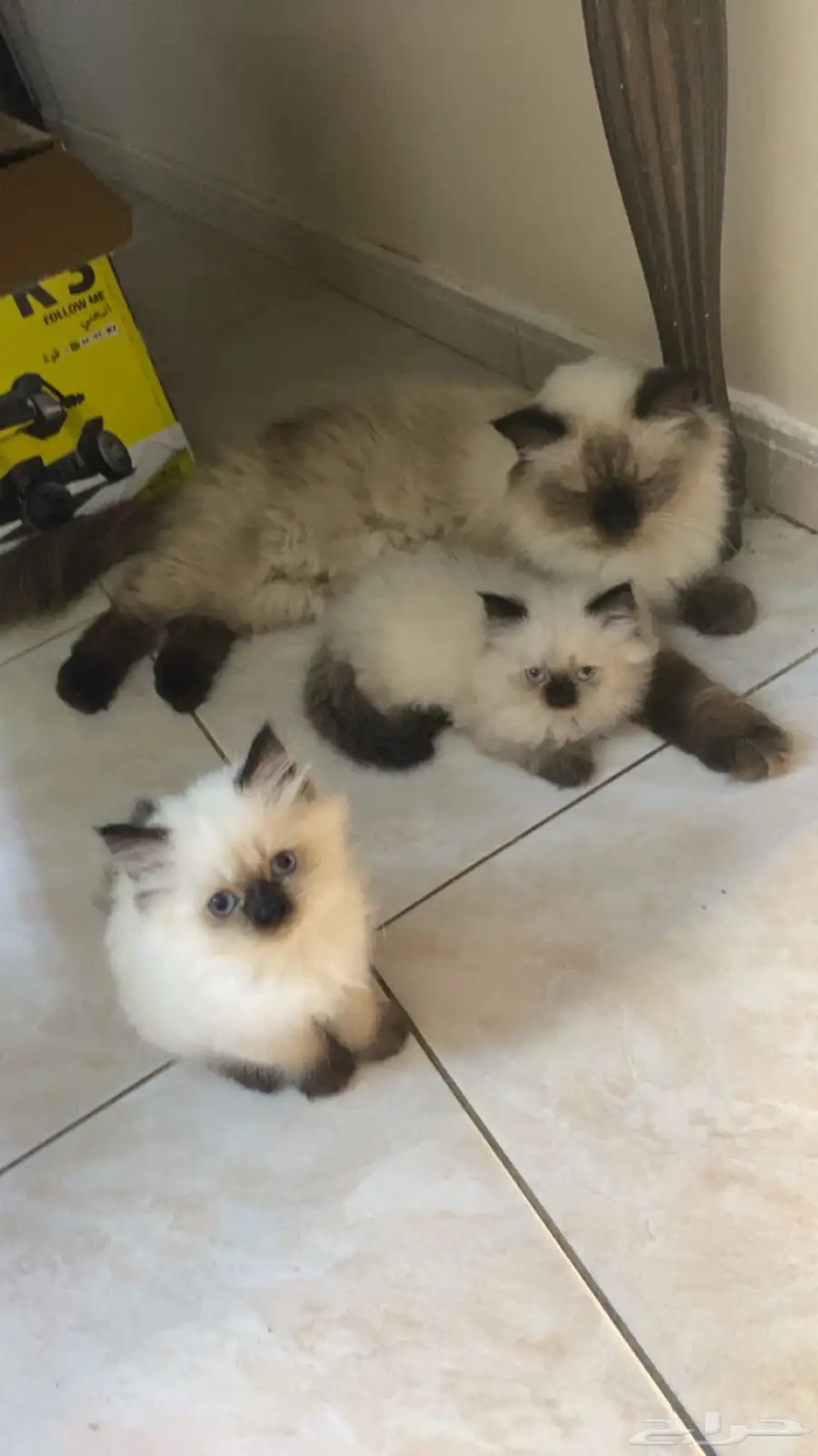 للبيع البسوس صغار نوعه هملايا 2