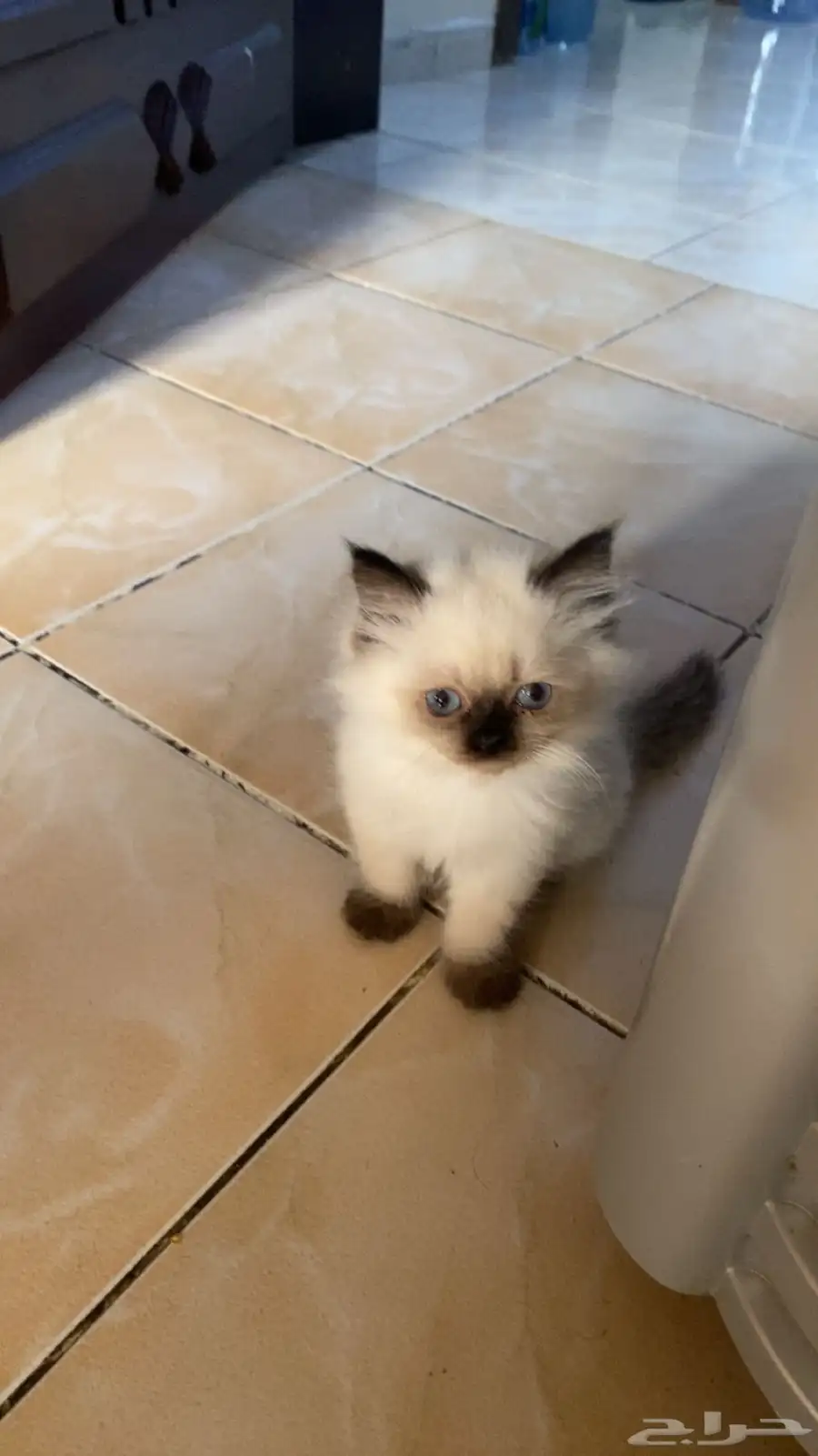 للبيع البسوس صغار نوعه هملايا 6
