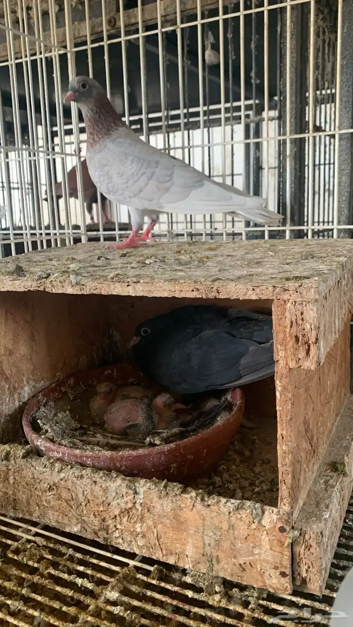 صنعاني صنعاوي 1