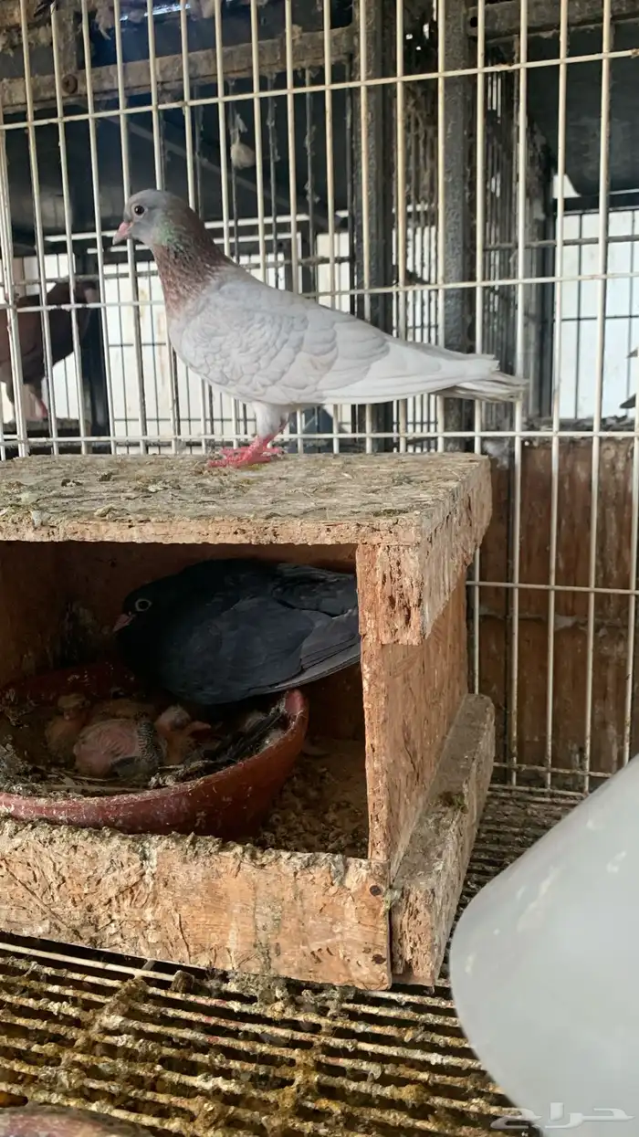 صنعاني صنعاوي 0