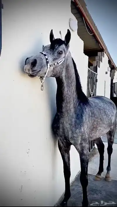 حصان شعبي كرزما حار مايصلح ابد ل المبتدئ و سبوق وطرب 0