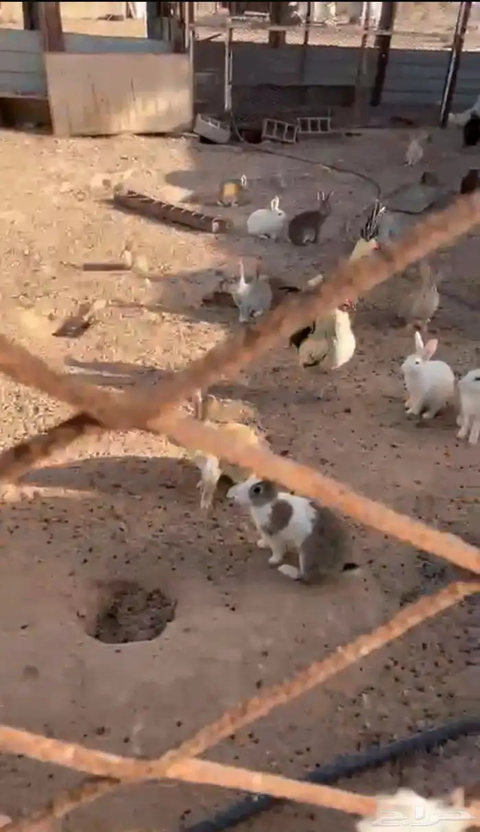ارانب للبيع موجود في القريات وطبرجل مجموعه وبالحبه 1