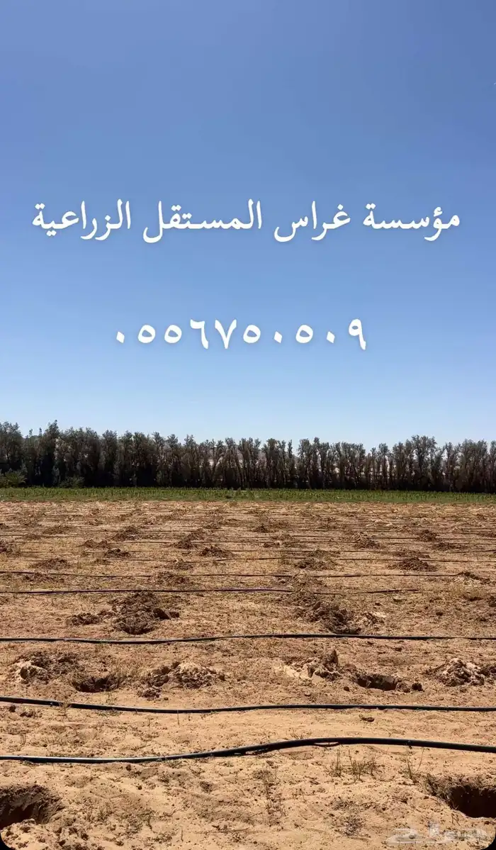 العلا 1