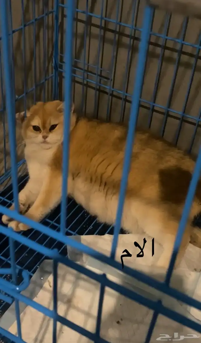 قطط سكوتش فولد تم البيع الله يبارك 3