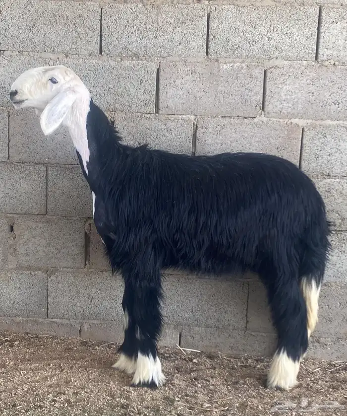 للبيع رخل كفو((تم البيع تم البيع)) 0