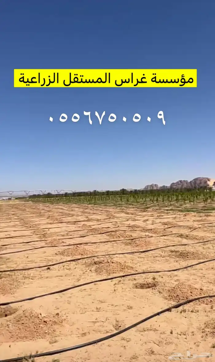 العلا 3