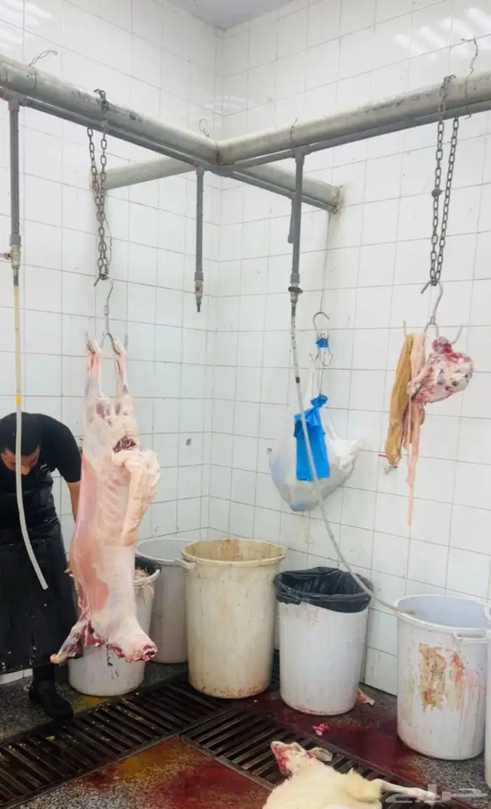 طليان سواكن جبره مرابي 4 شهور 7