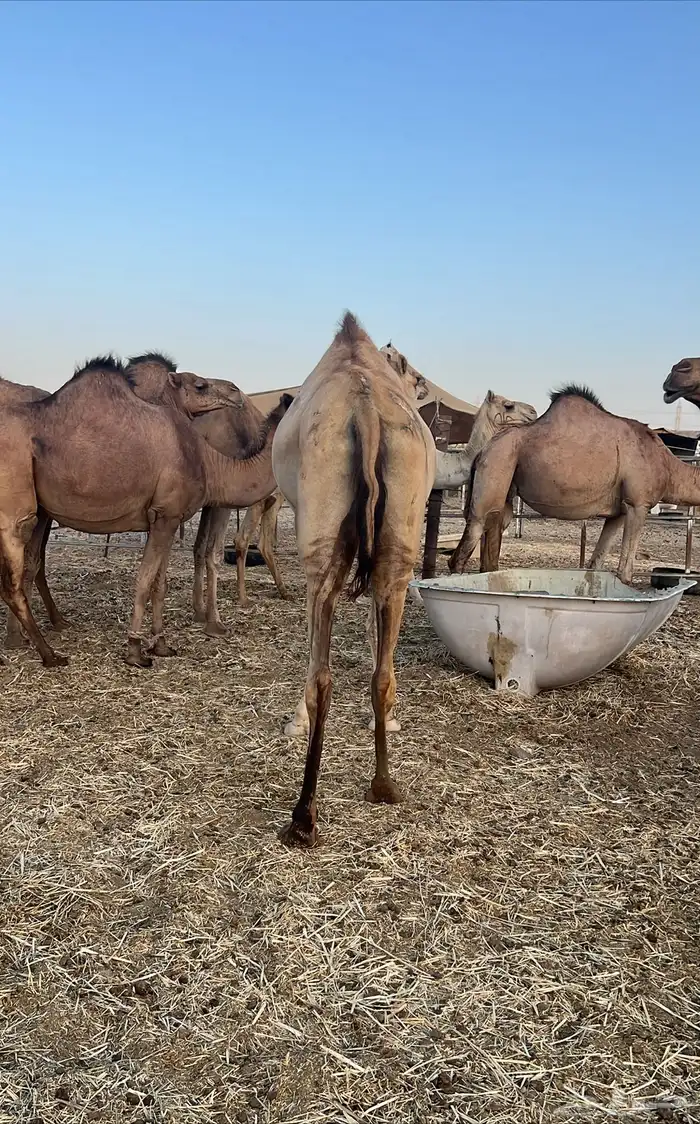 بكره لقحه تم البيع 2