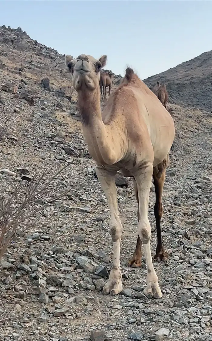 بكره لقحه تم البيع 1