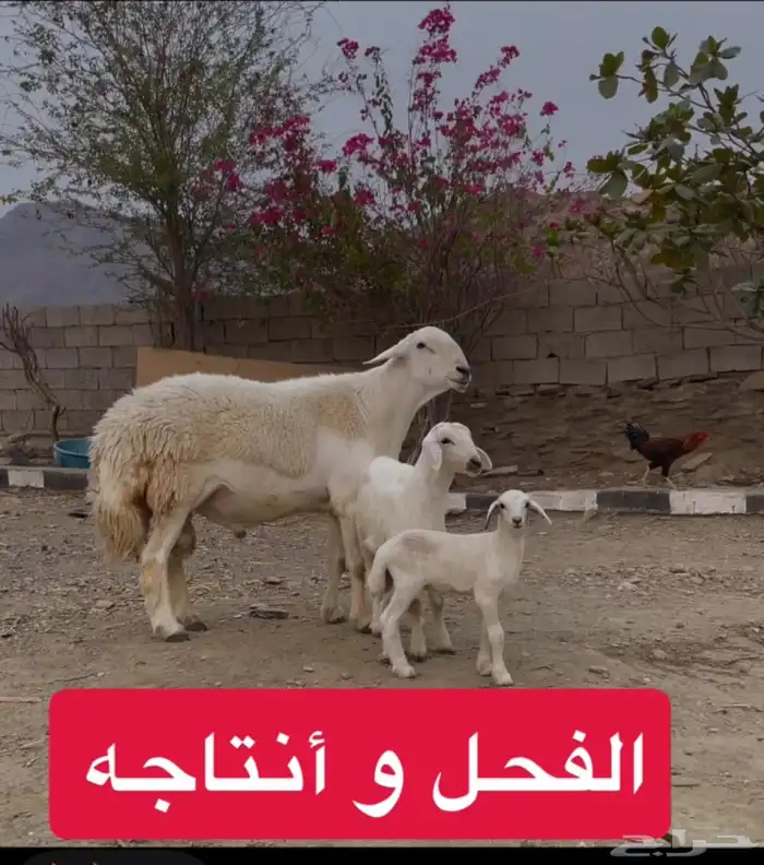 فحل حري للبيع 0