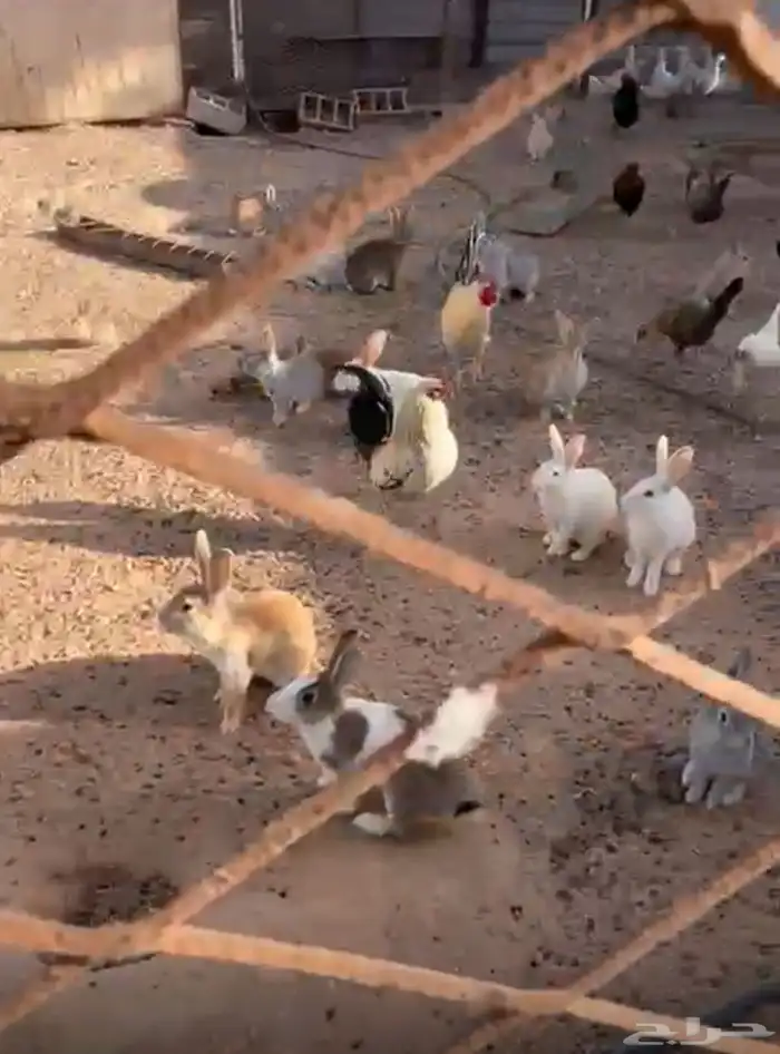 ارانب للبيع موجود في القريات وطبرجل مجموعه وبالحبه 0