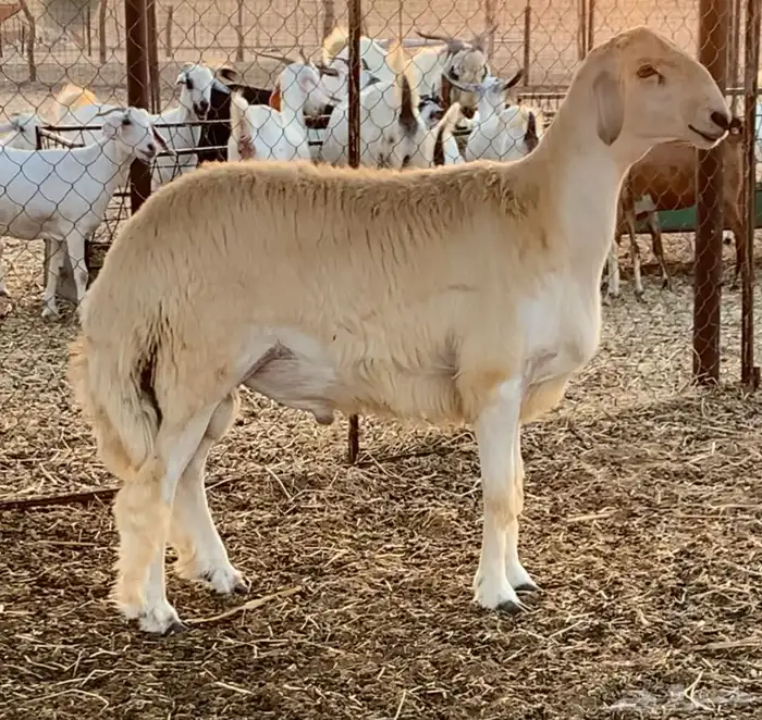 جذع صنف مشروط(تم البيع) 1