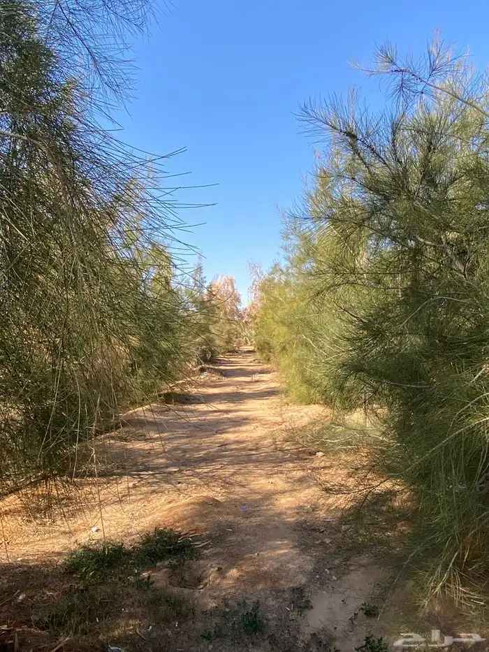 مزرعه للإيجار اليومي 3