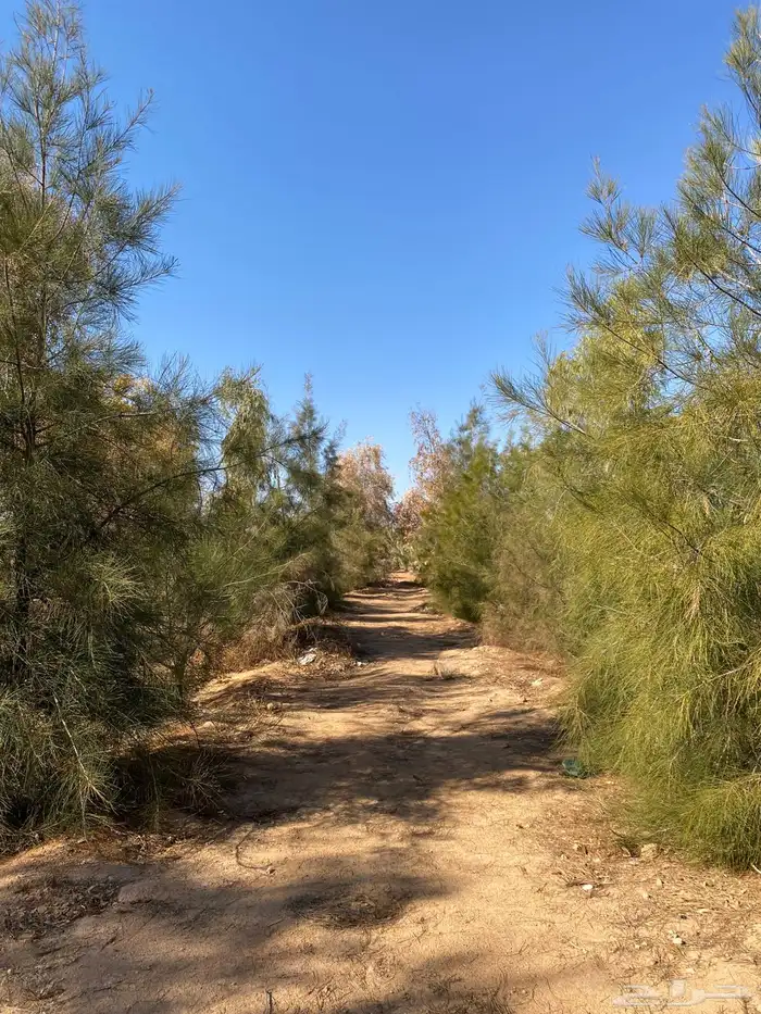 مزرعه للإيجار اليومي 2