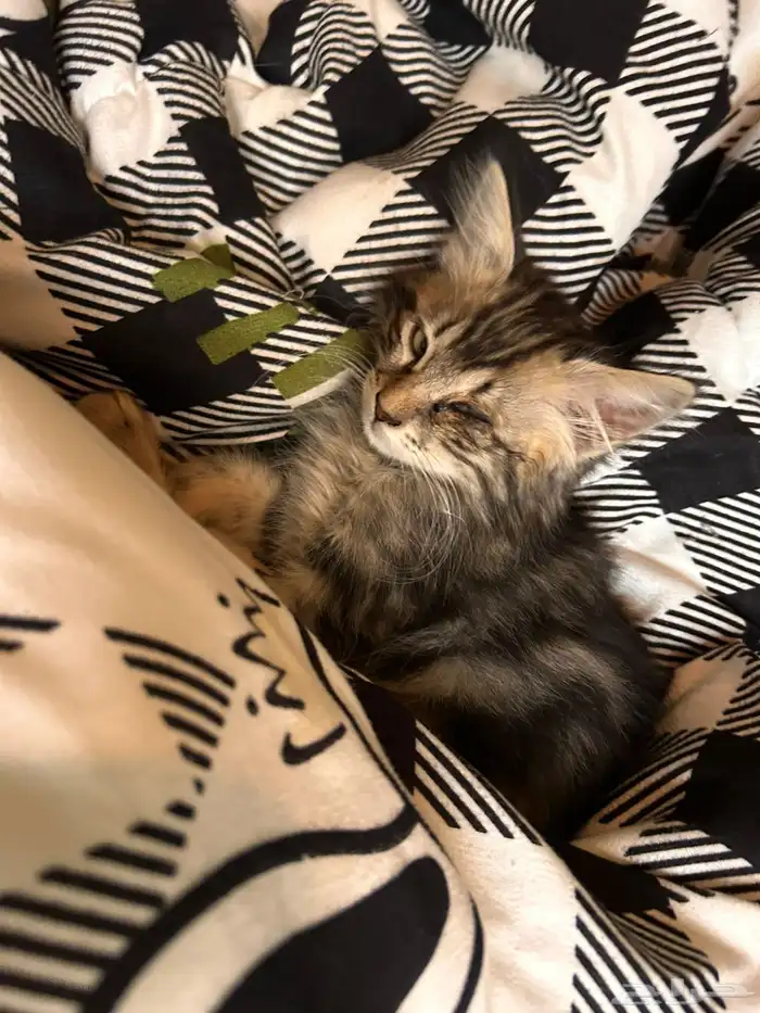 قطط كيتن للتبني 1