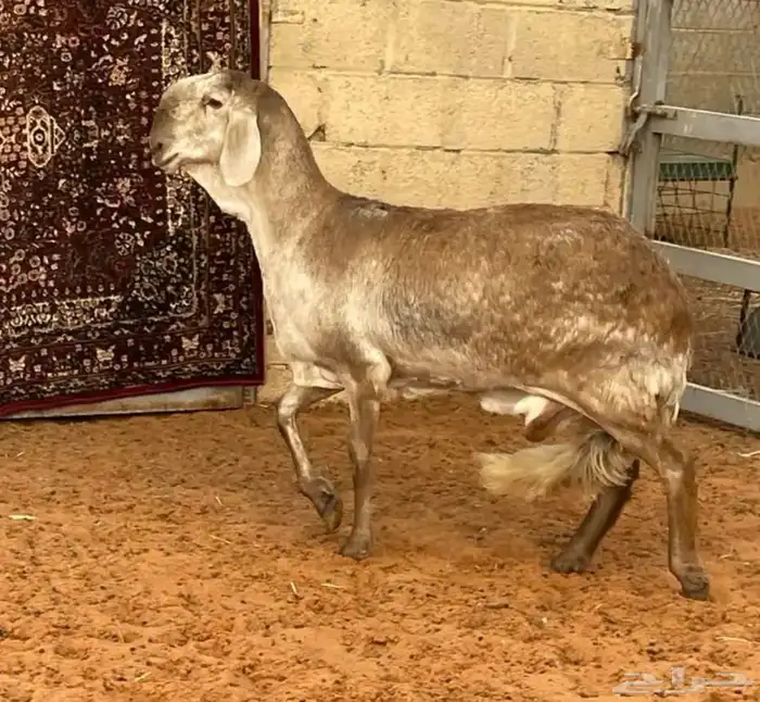 شياة سواكن صنف 6