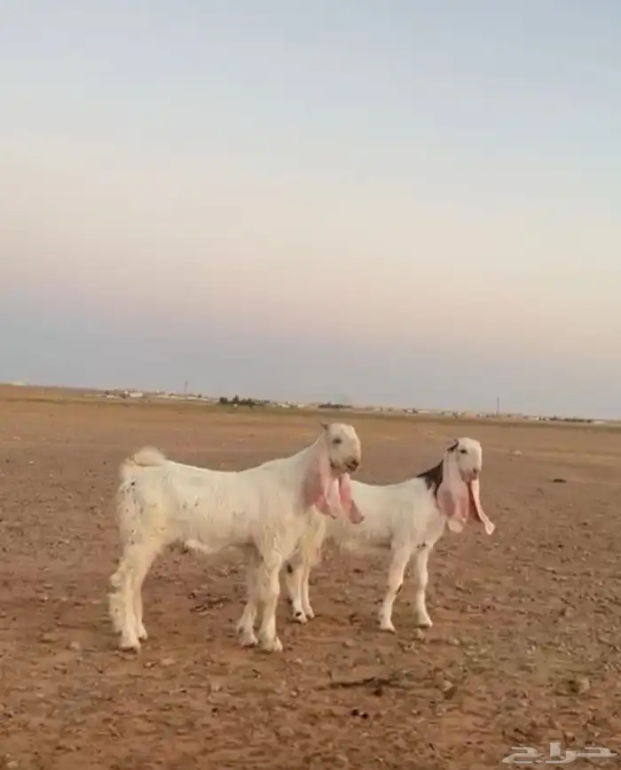 للبيع تيس مشروع فحل خصم وجفره خصم جروم وجبار وروس 2