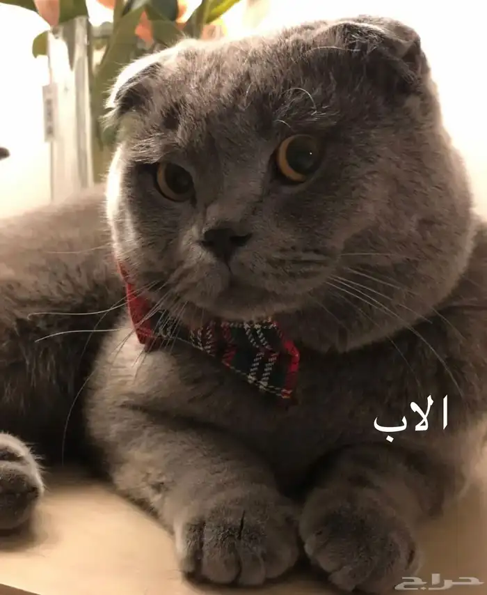 قطط سكوتش فولد تم البيع الله يبارك 5