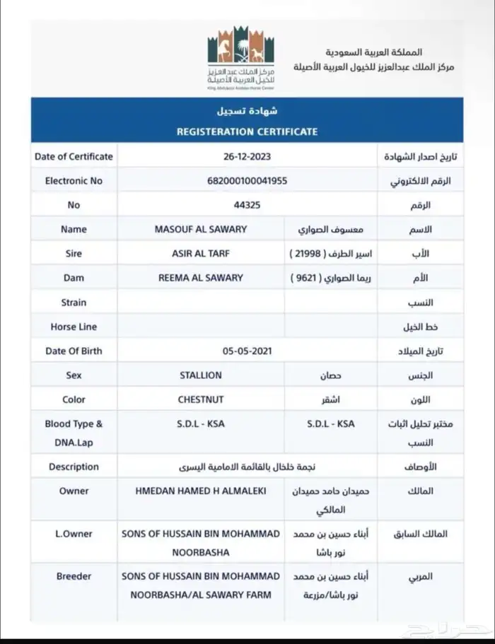 للبيع حصان خط جمال 1