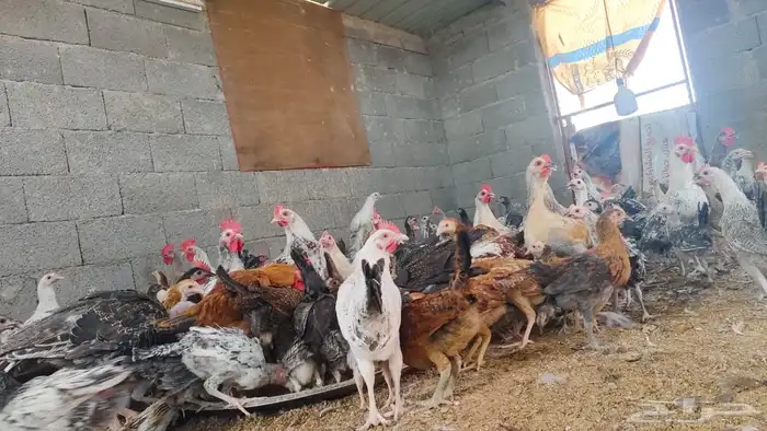 ديوك ودجاج بلدي العمر 4 اشهر إلى 5 اشهر الموقع كرا 0