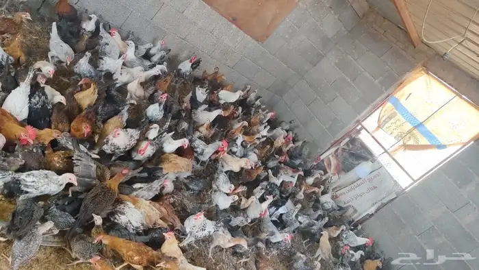 ديوك ودجاج بلدي العمر 4 اشهر إلى 5 اشهر الموقع كرا 3