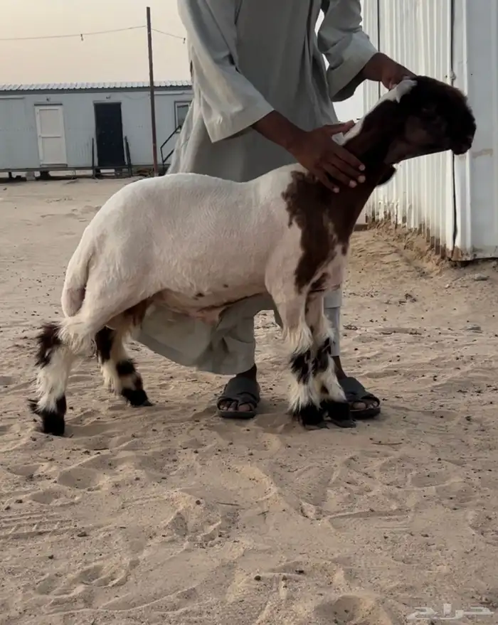 طليان 2 مشاريع فحول 3