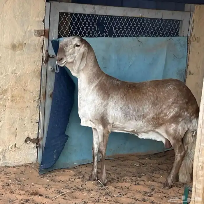شياة سواكن صنف 4