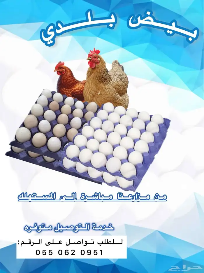 بيض دجاج بلدي انتاج يومي 0