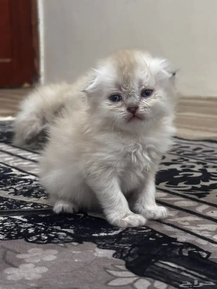 قطط سكوتش فولد 9