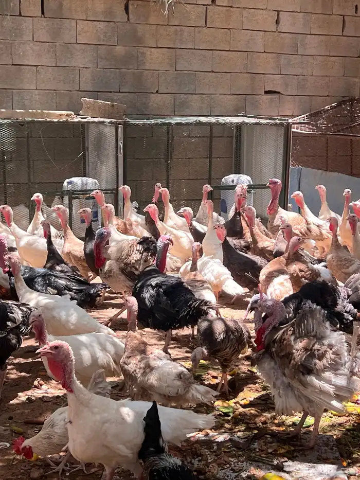 للبيع دجاج رومي 5