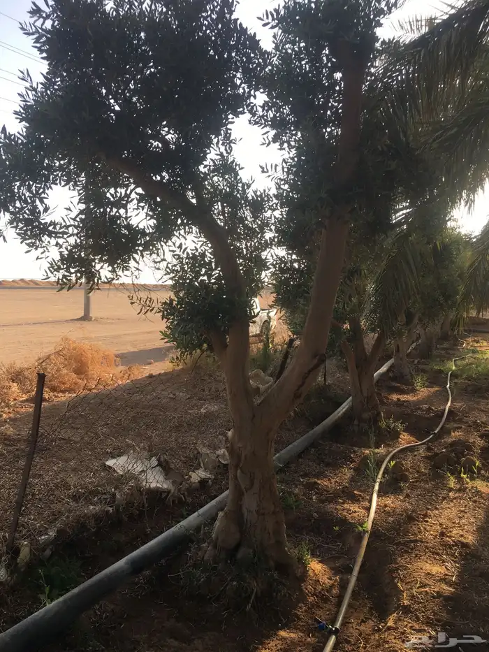 شجر زيتون معمر روماني 14