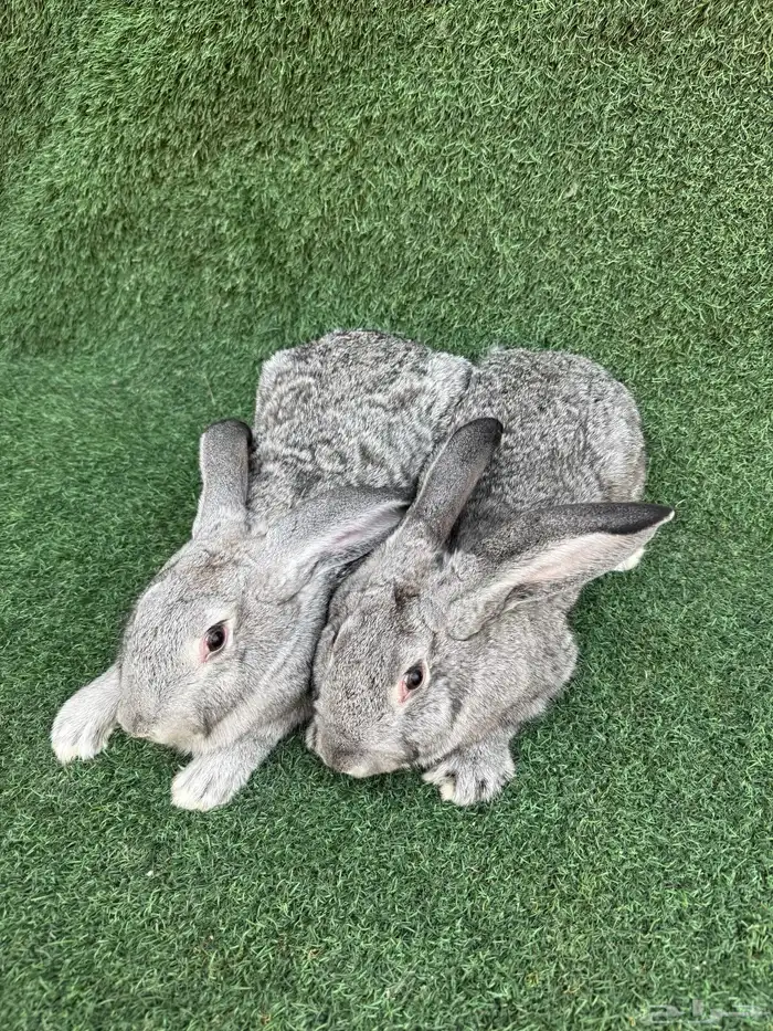 زوجين ارانب شنشيلا عملاق( تم البيع) 0