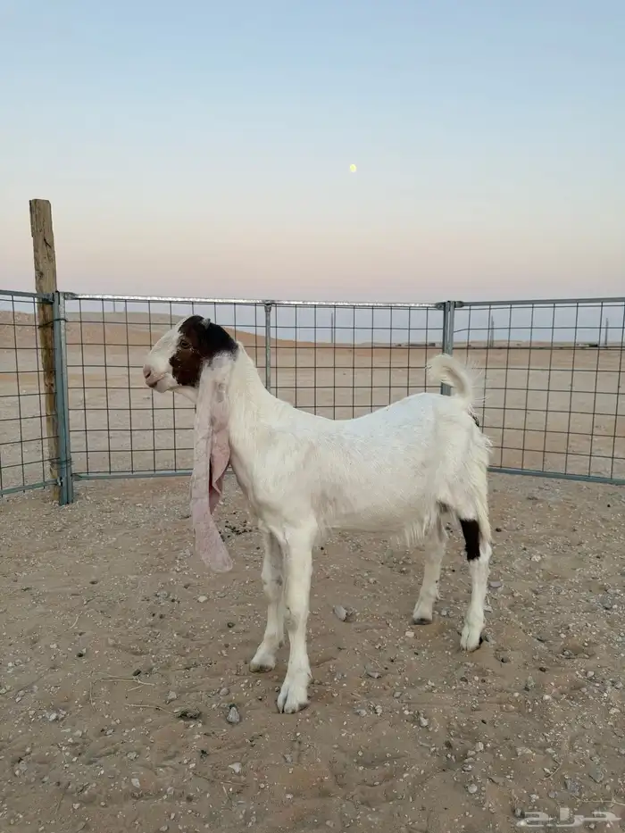 مشروع فحل هولندي 0