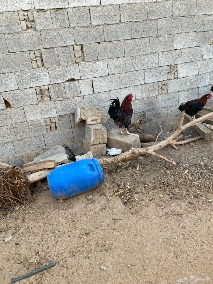 ديوك فرنسي ويتوفر بيض وصوص الامهات للعرض فقط 3