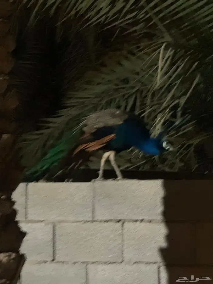 طاؤوس هندي 2