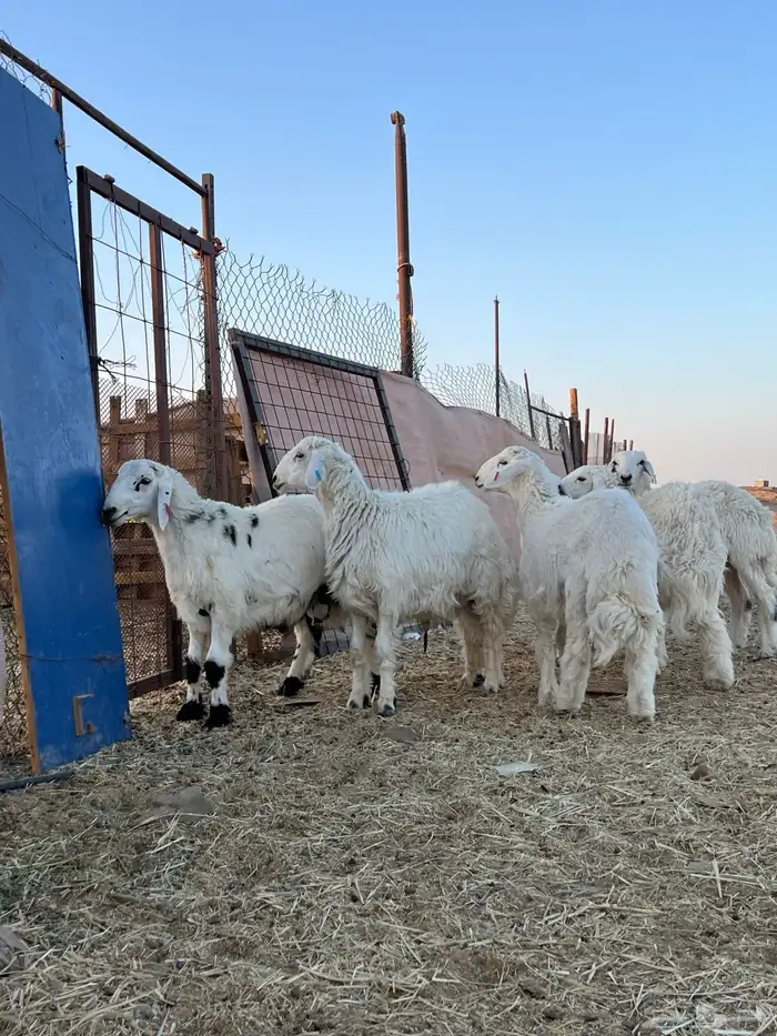 خرفان ورخال للبيع 0