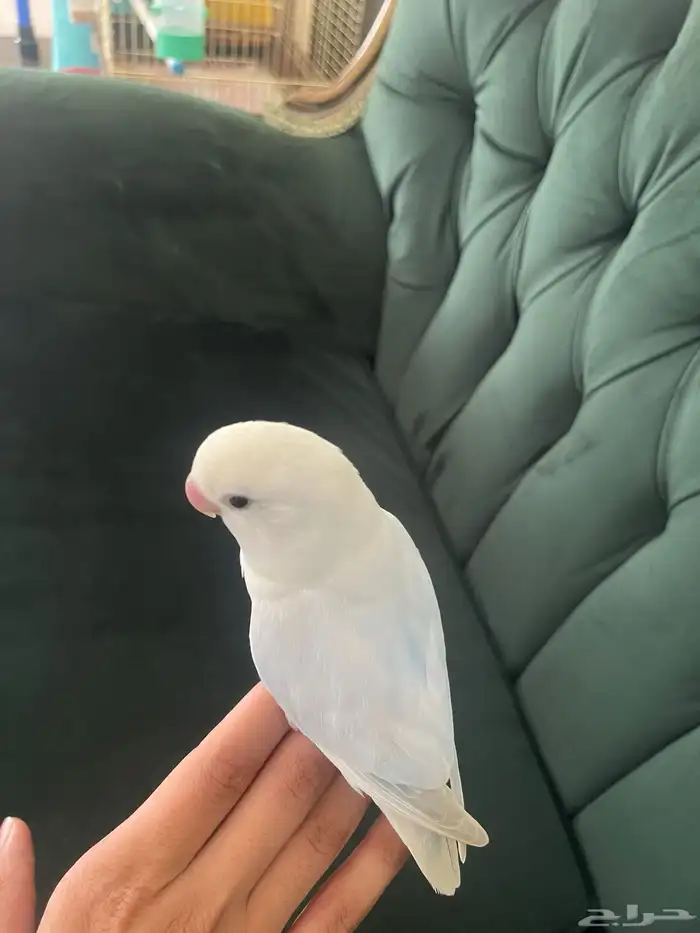 روز 2