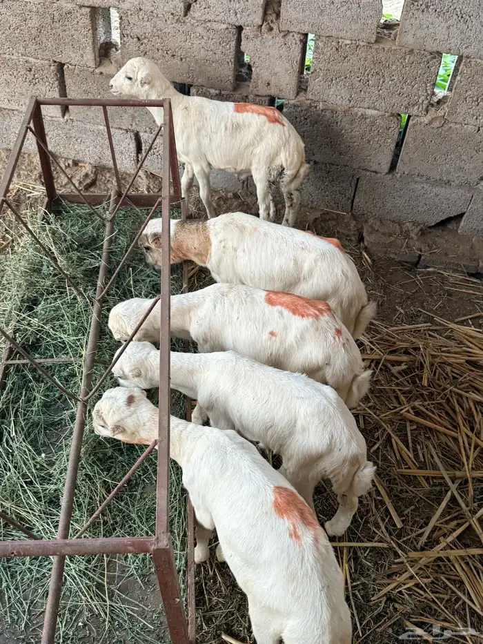 فران فاخره عدد 5 2