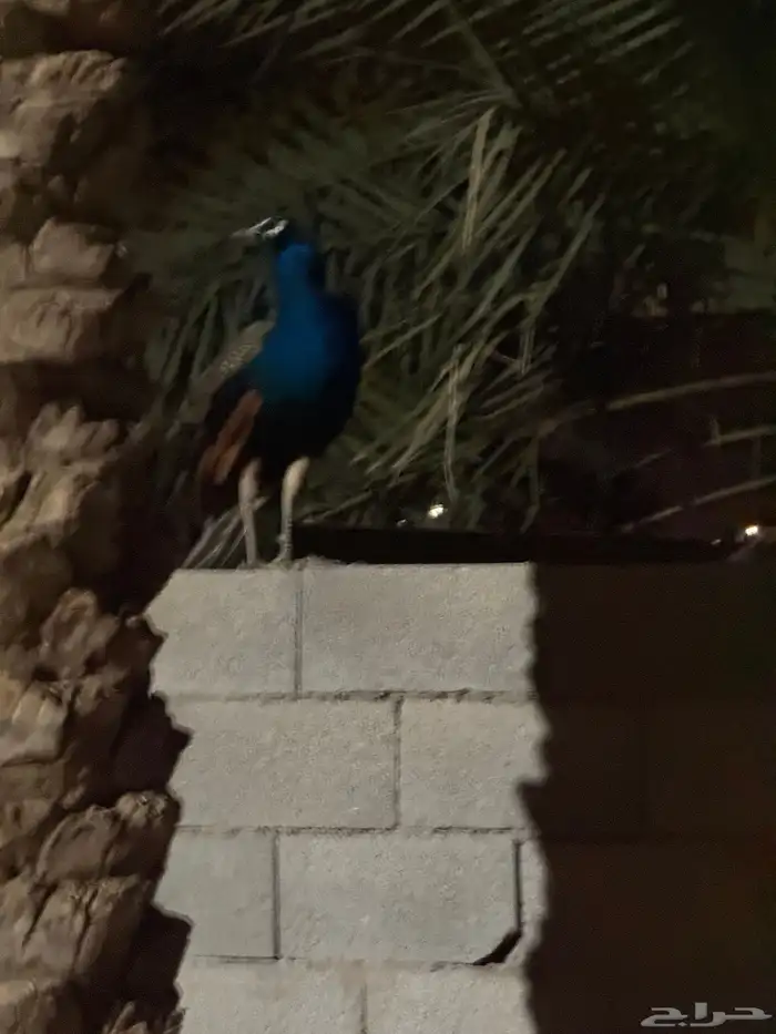 طاؤوس هندي 1