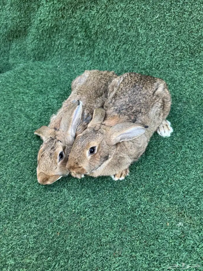 زوجين ارانب شنشيلا عملاق( تم البيع) 3
