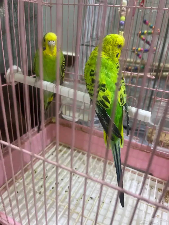 طيور البيع 0