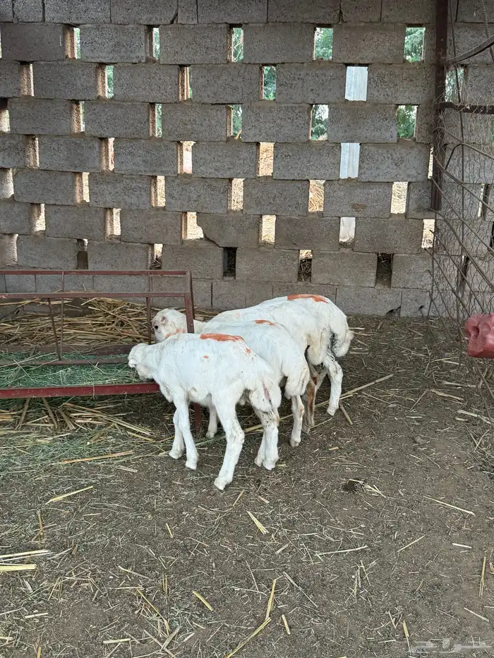 فران فاخره عدد 5 3