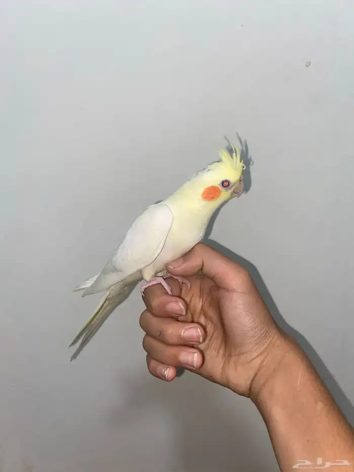 كروان لاتينو اليف 3