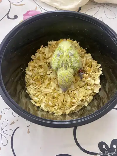 فرخ روز تم البيع 0