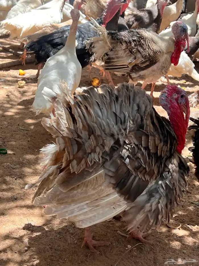 للبيع دجاج رومي 4
