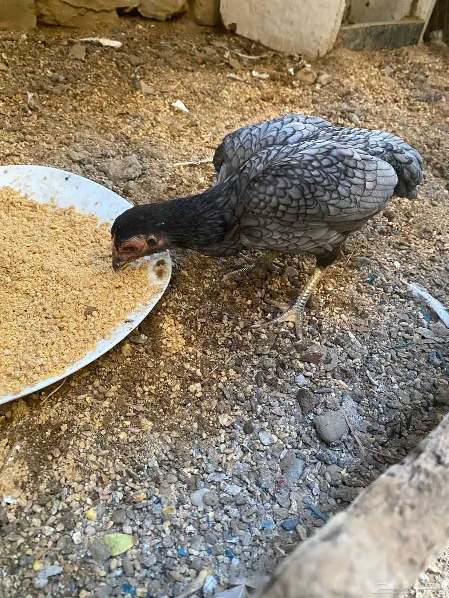 دجاج كوشامو للبيع تم تم البيع 3